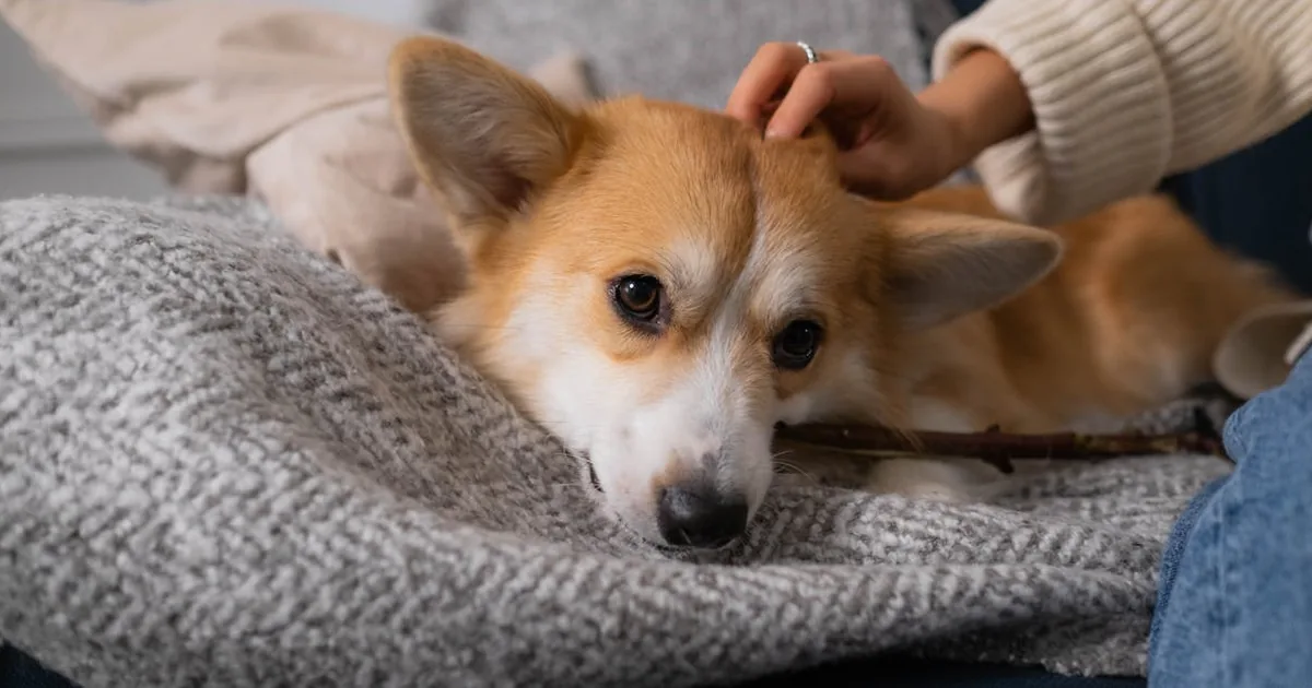 Accesorios para Perros Indispensables en 2026