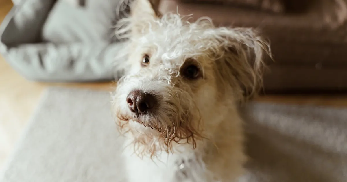 Adiestramiento de perros cerca de mi: Descubre lo que no sabes