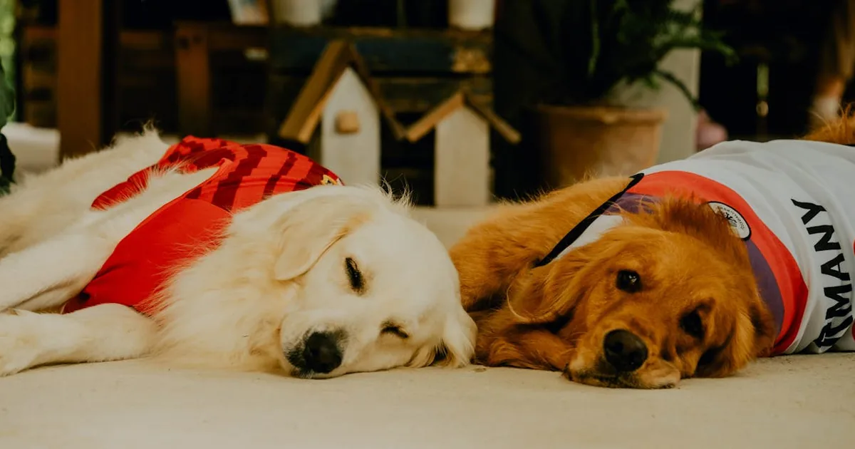 Adiestramiento en Positivo para Perros: Guía