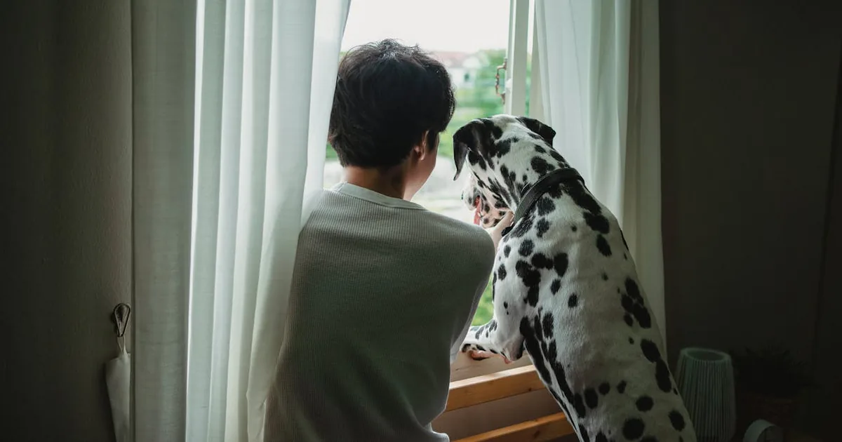 Cada cuanto puedo banar a mi perro: Guía completa 2023 Cada cuanto puedo banar a mi perro: Guía completa 2023