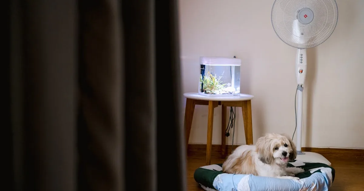 Cada cuanto se debe banar un perro: Guía completa para dueños
