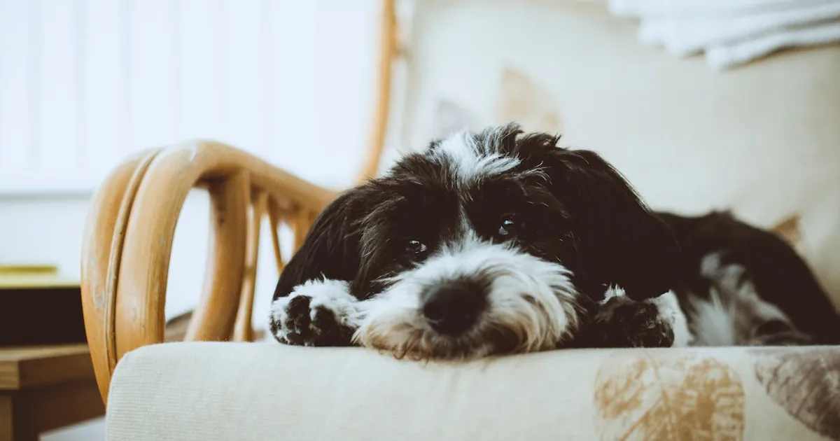 Los Mejores Cepillos para Perros de Pelo Largo: Guía Completa