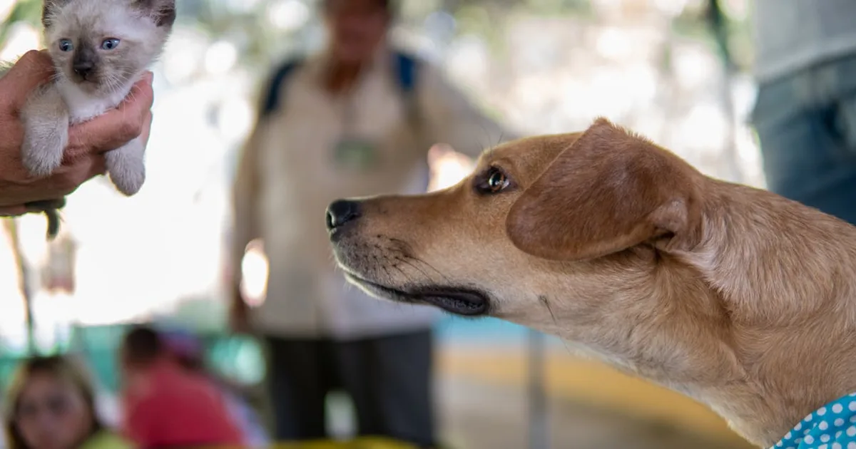 Guía Completa sobre como banar a un perro sin complicaciones Guía Completa sobre como banar a un perro sin complicaciones
