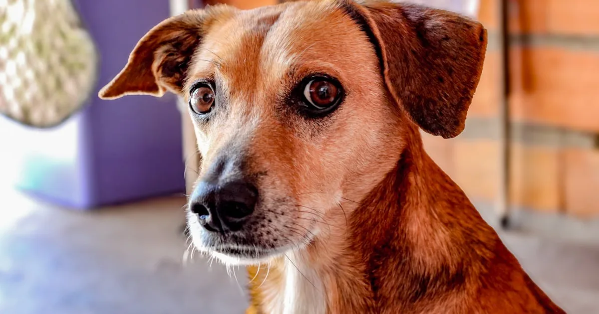 Cómo cortar las uñas a un perro: Guía práctica y sencilla