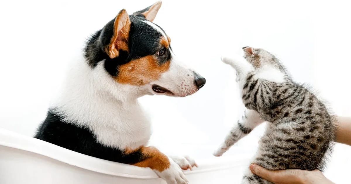 Como cortar las unas de un perro: Guía completa y consejos