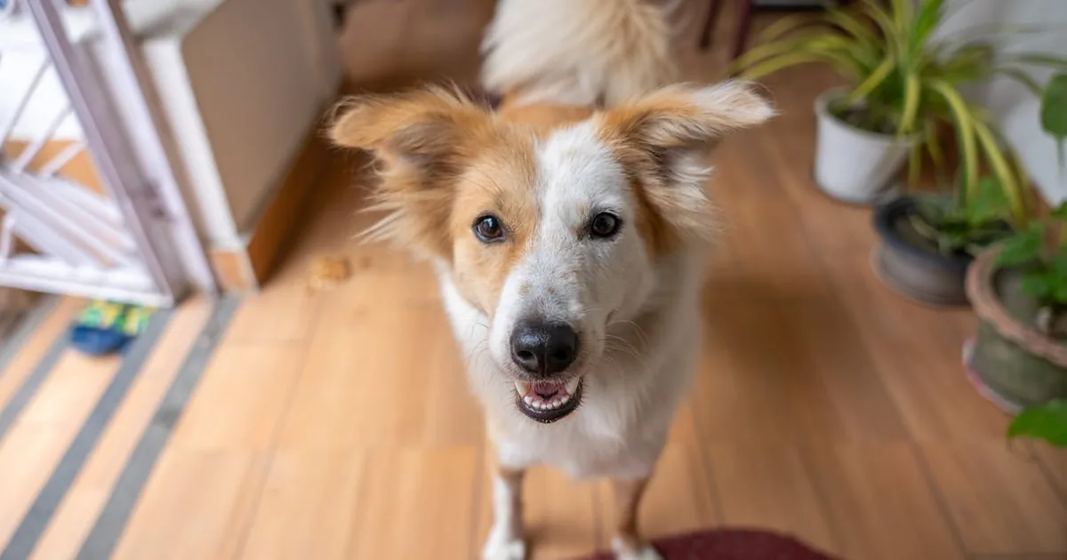 Cortar las unias a un perro: Guía completa para cuidar a tu mascota