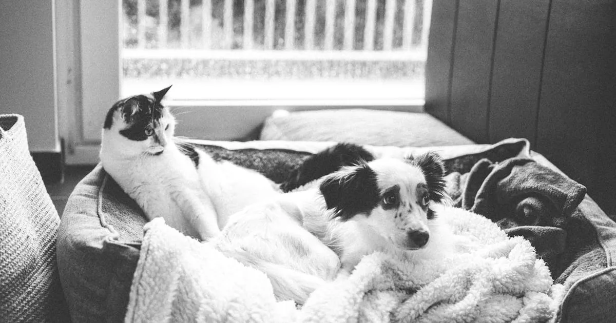 Descubre el Mejor Penso para Perros: Guía Completa 2023