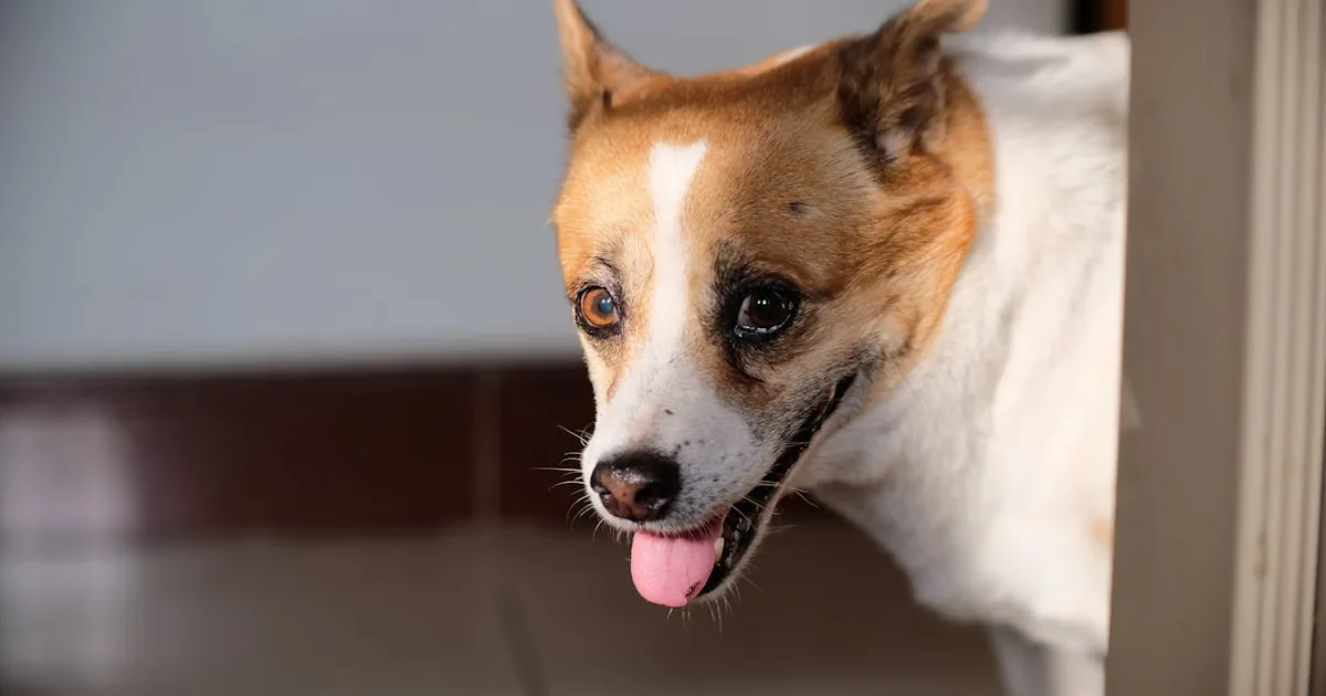Dieta BARF para Perros: Guía Completa para Empezar con Seguridad