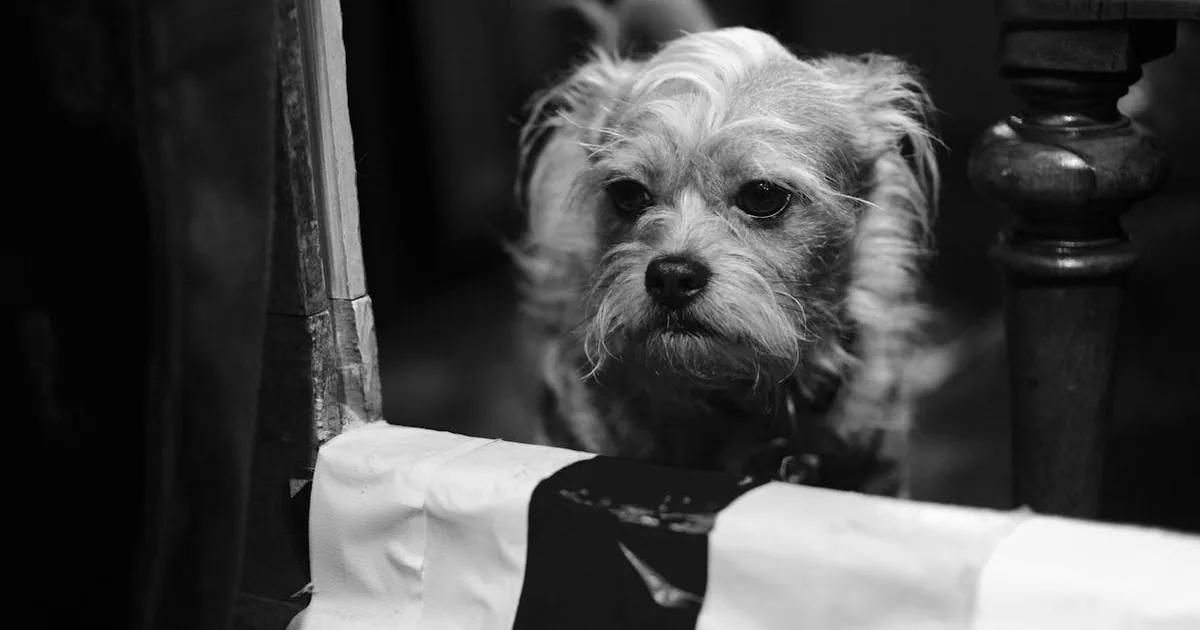 Las Sorprendentes Diferencias entre Acana para Perros: Ingredientes y Análisis
