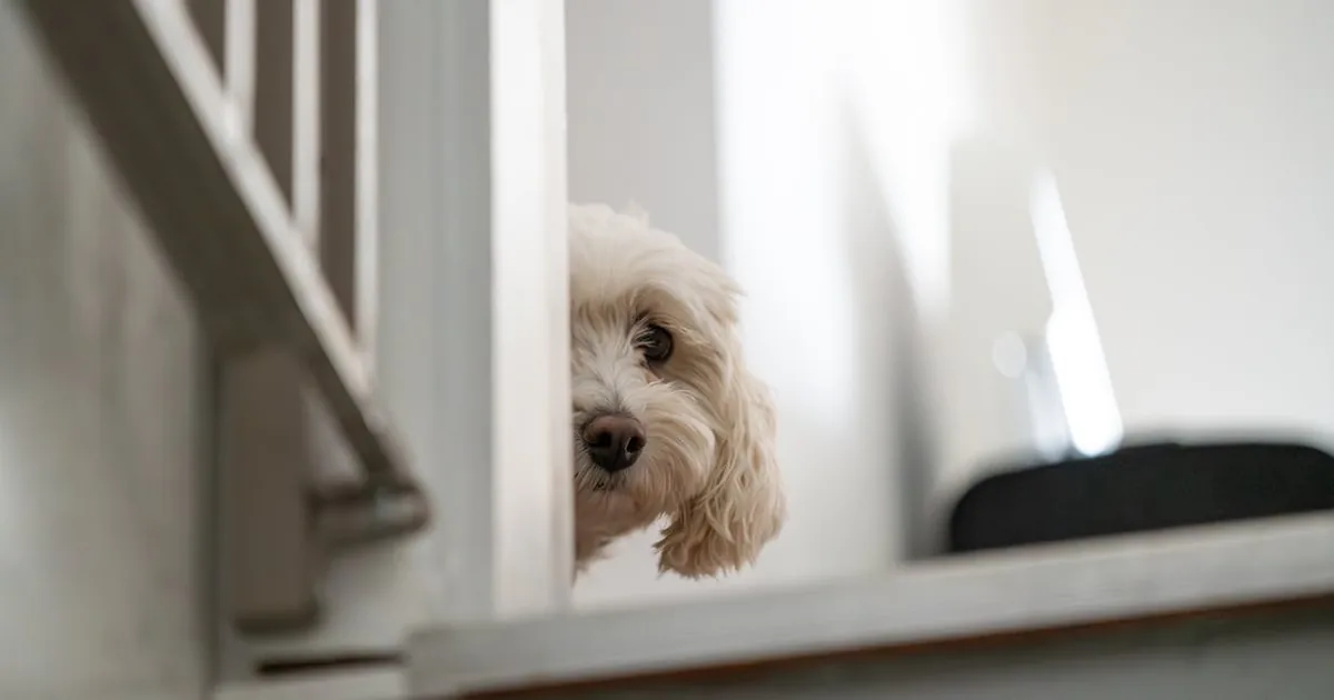 Intolerancias Alimentarias en Perros: Cómo Detectarlas y Tratarlas