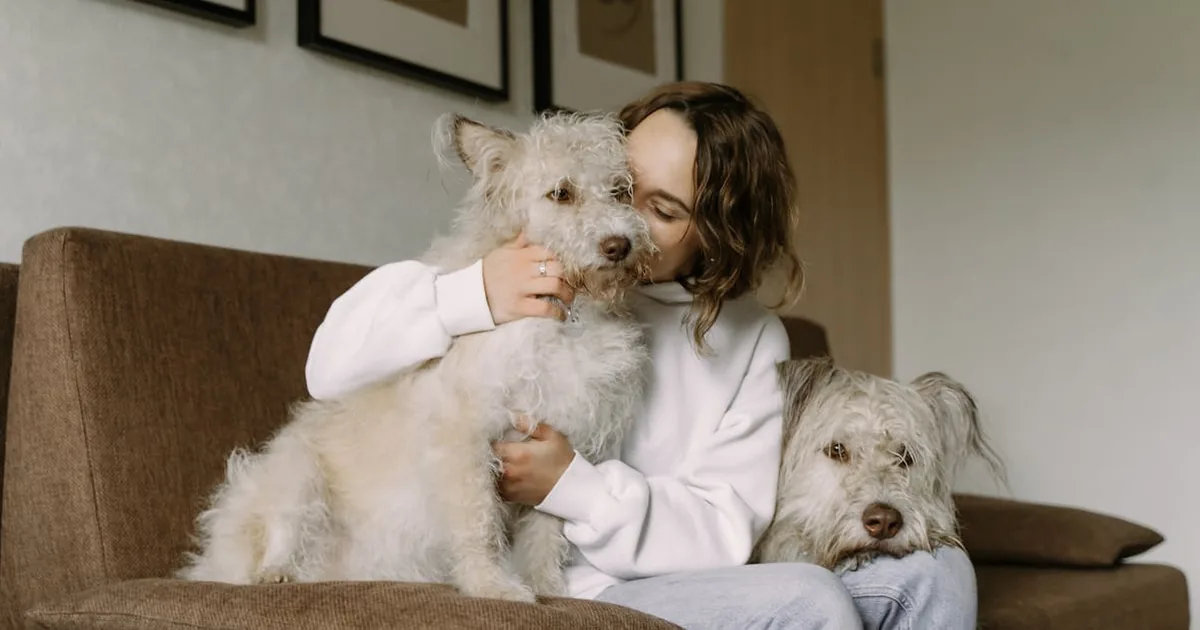 Mejor Cama Ortopedica para Perros 2026: Guía Completa