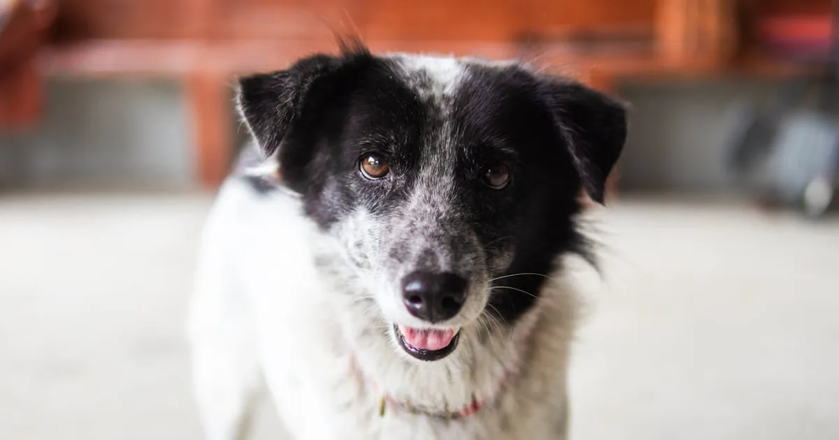Las Mejores Camas para Perros en 2026: Guía de Compra Completa