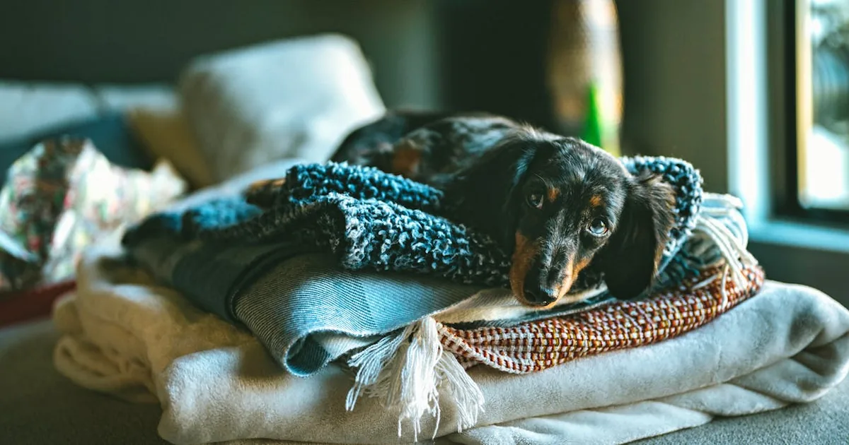 Los mejores juguetes para perros: Diversion y bienestar canino