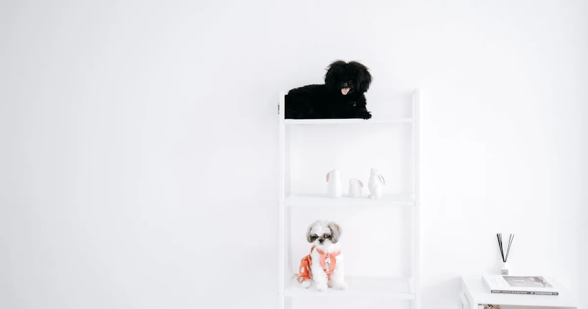Las mejores marcas de pienso para perros: ¿Cuál elegir