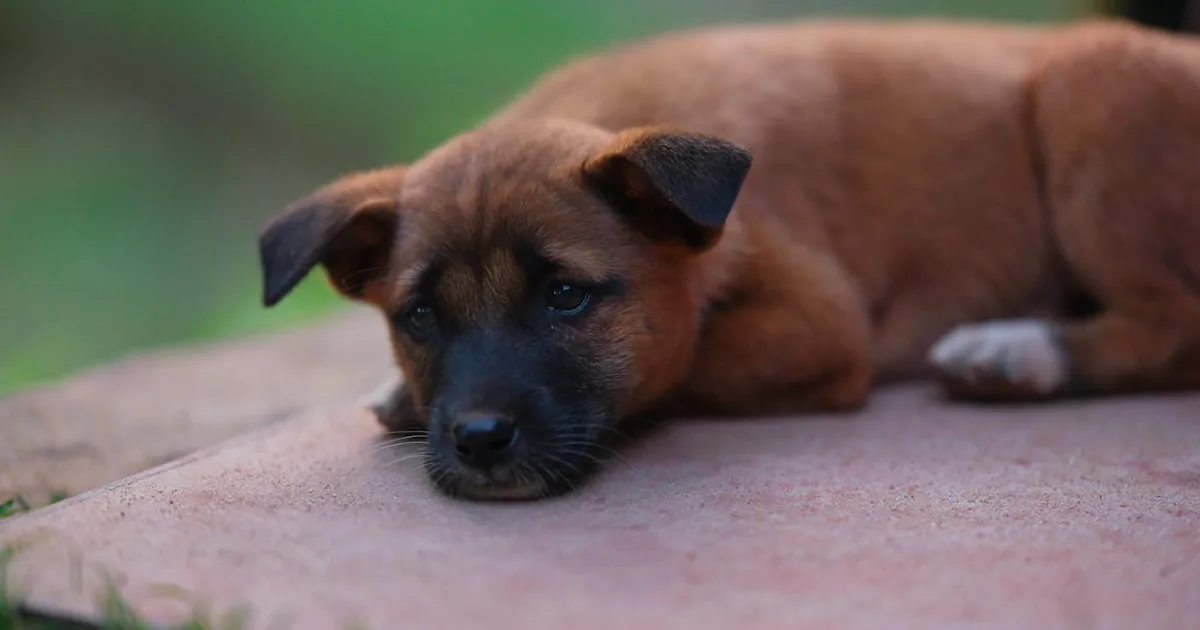 Los Mejores Piensos Hipoalergenicos para Perros: Guía Completa Los Mejores Piensos Hipoalergenicos para Perros: Guía Completa