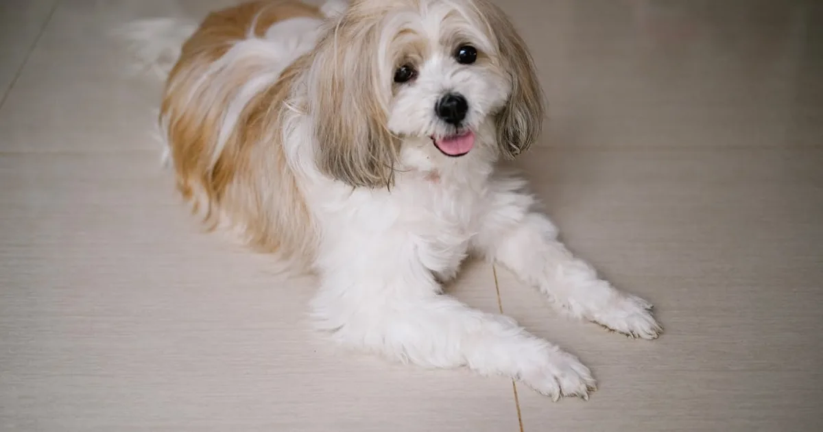Purina Pro Plan vs Hills: ¿Cuál es la mejor opción para tu perro? Purina Pro Plan vs Hills: ¿Cuál es la mejor opción para tu perro
