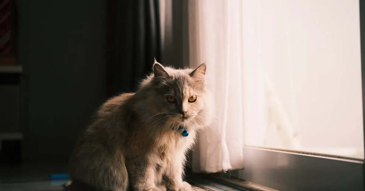 Royal Canin vs Advance: ¿Cuál es la mejor opción para tu perro