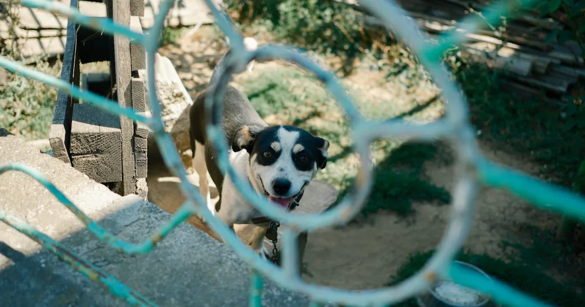 Perros Juguetes que Parecen de Verdad: Descubre los Mejores