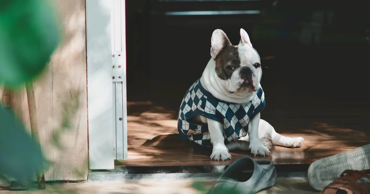 Pienso Grain Free Perros: Alimenta a Tu Mascota de Forma Natural
