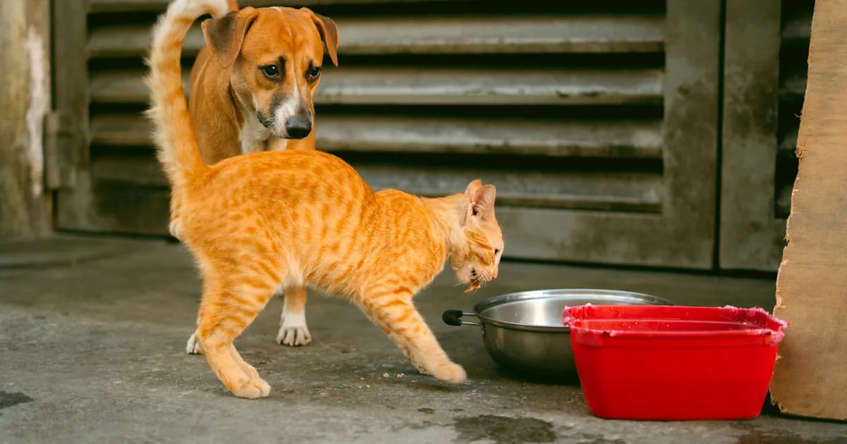 Pienso Hipoalergenico Perros: Cuál Elegir