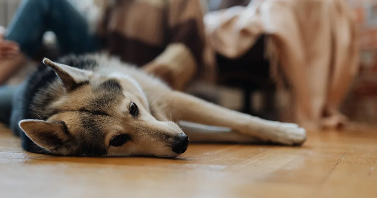 Mejores Piensos para Perros en Canarias: Calidad y Precio