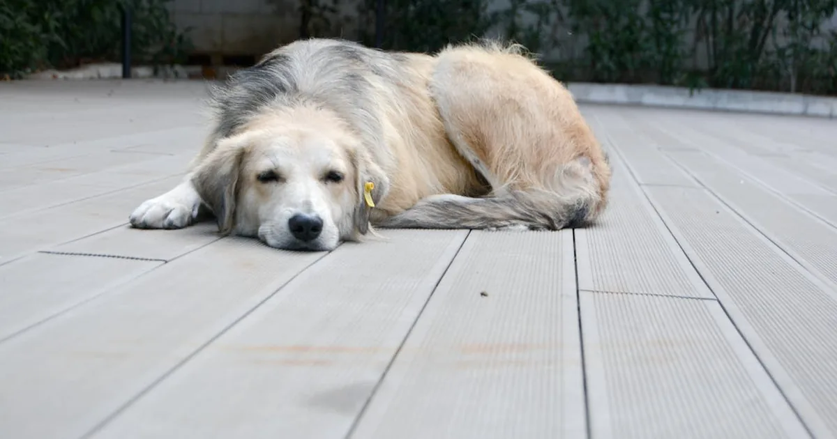 Mejor Pienso para Perros Esterilizados 2026