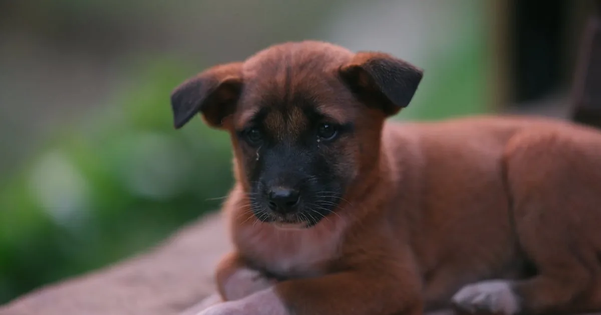 Pienso para Perros Senior: Guía Completa 2026
