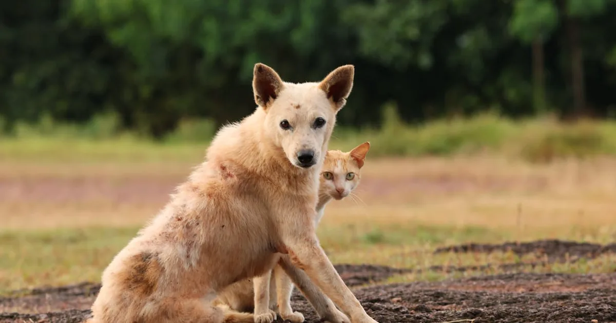 Piensos Sin Cereales para Perros: Pros, Contras y Todo lo que Debes Saber