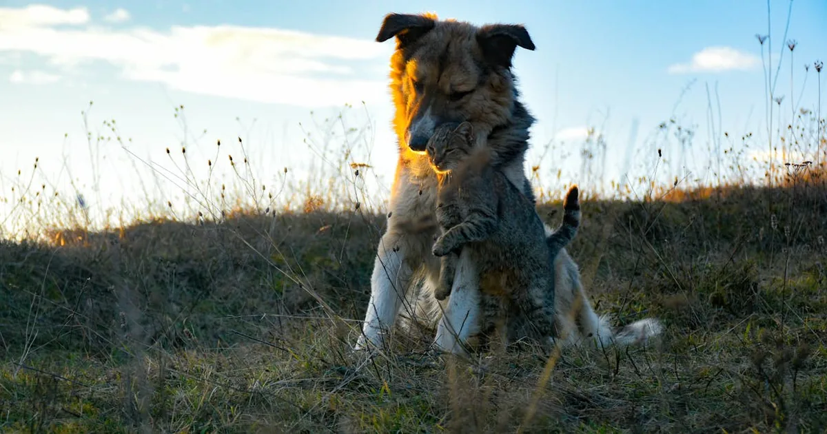 Vitaminas Esenciales para Perros: Cuáles Necesita y Cómo Proporcionarlas