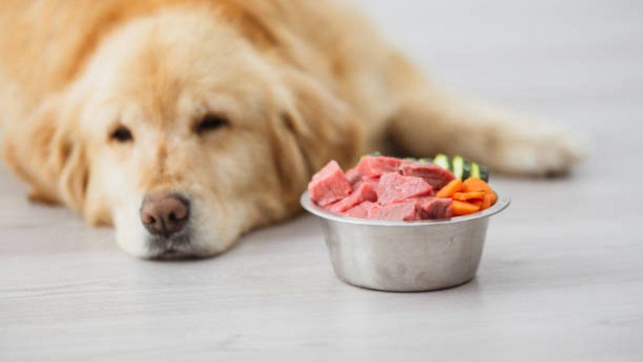 Estimulantes del apetito para perro