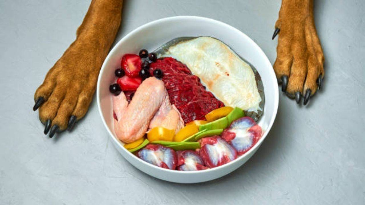 Comida para perros sin aditivos