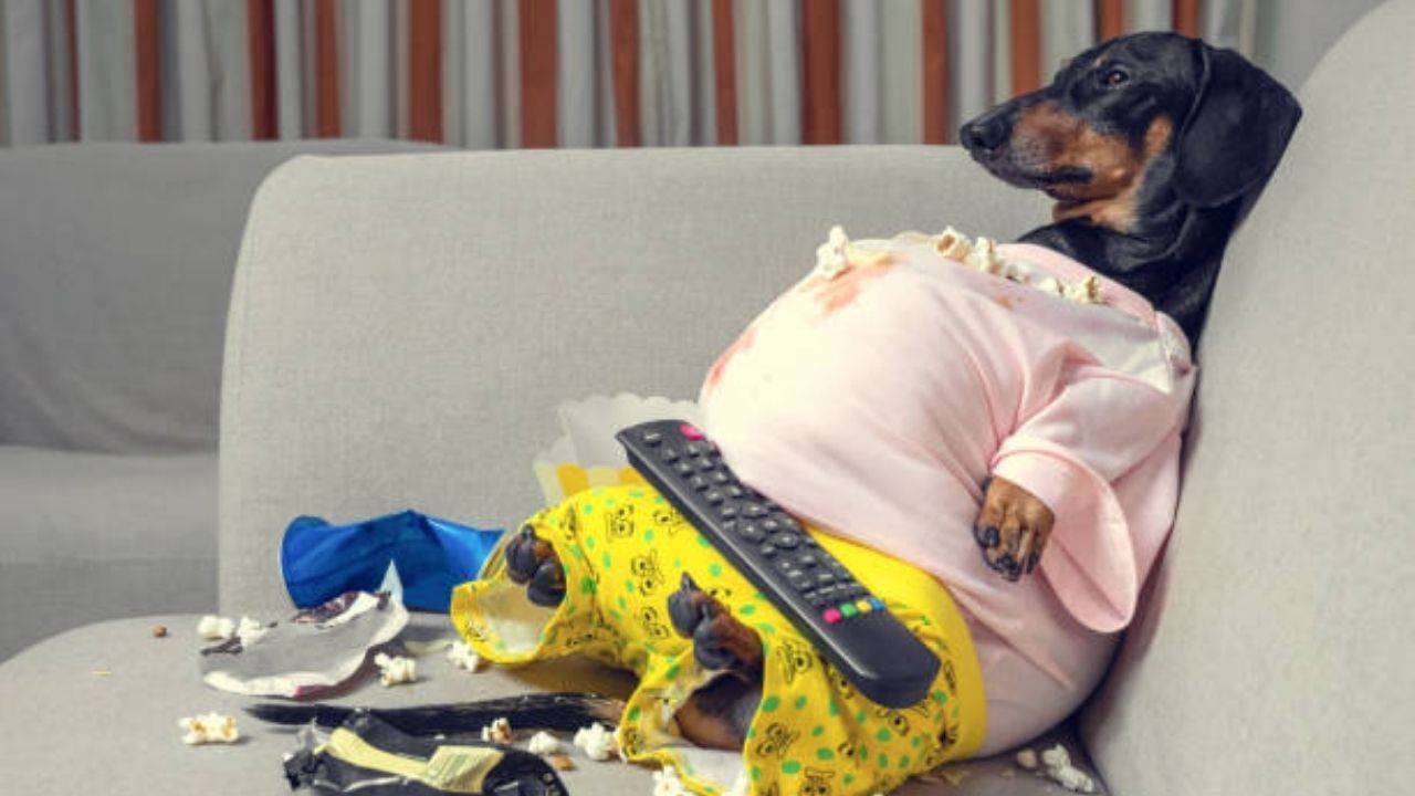 Comprar comida para perros con sobrepeso