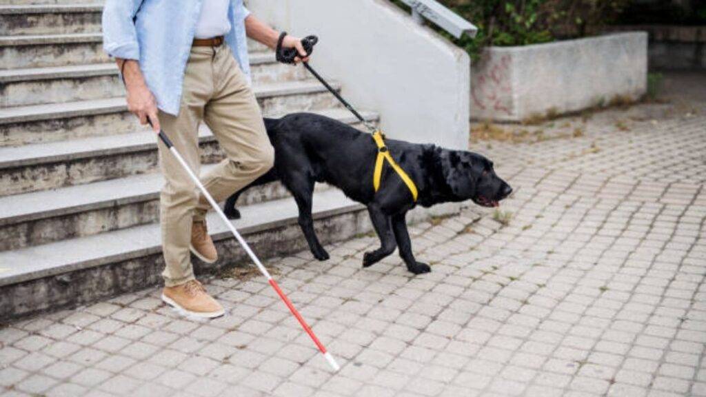 Alimentos para perros guía