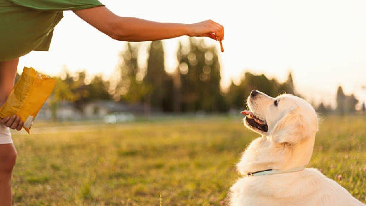 Comprar golosinas y chuches para perros