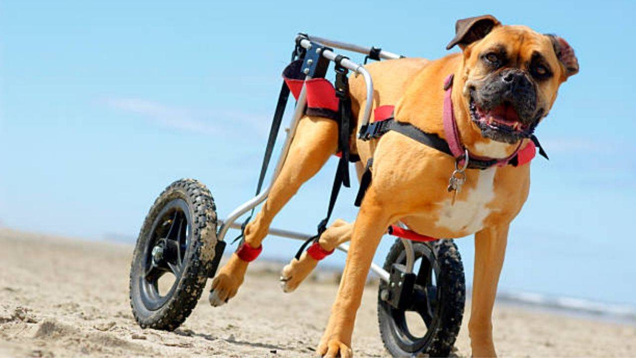 Comprar alimentos para perros con artrosis