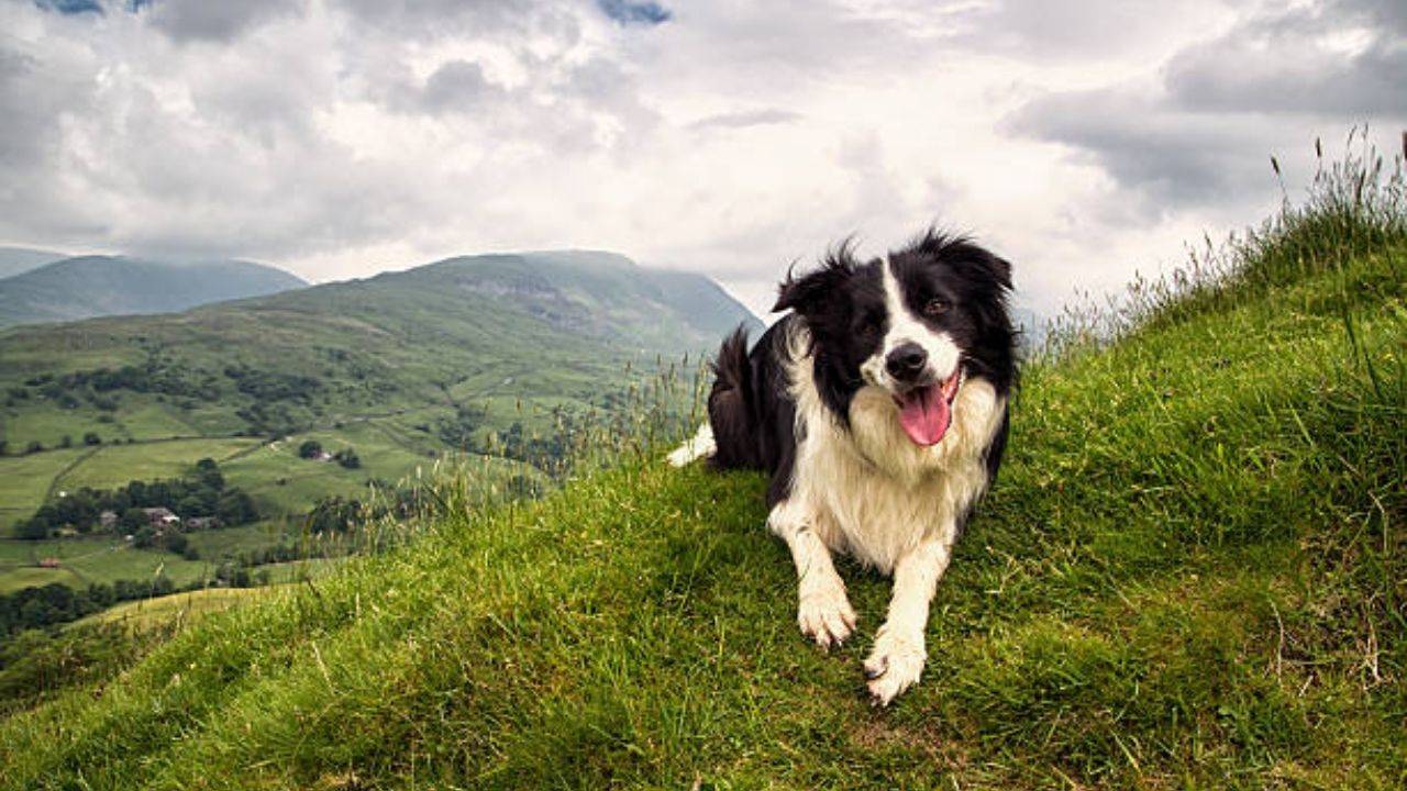 Comprar comida para perros de campo