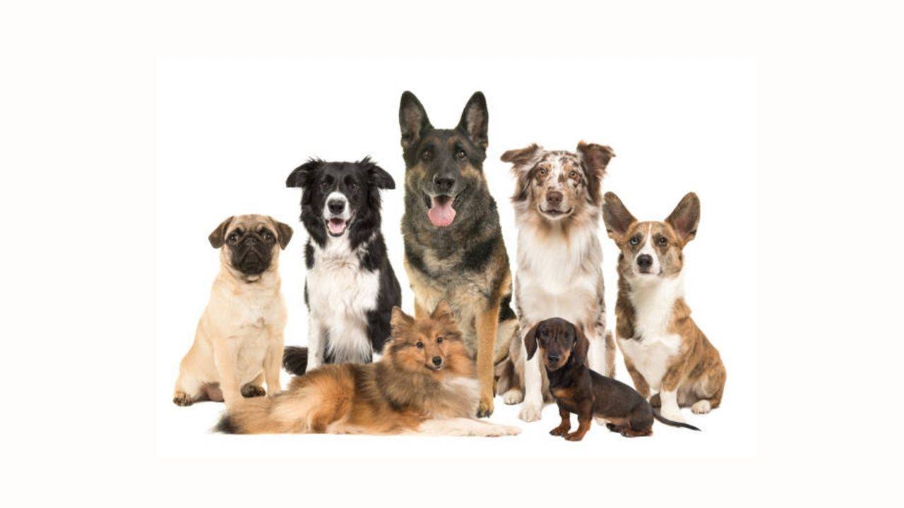 Comprar comida para Perros de pura raza