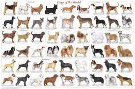 Diferencias entre las razas de perros
