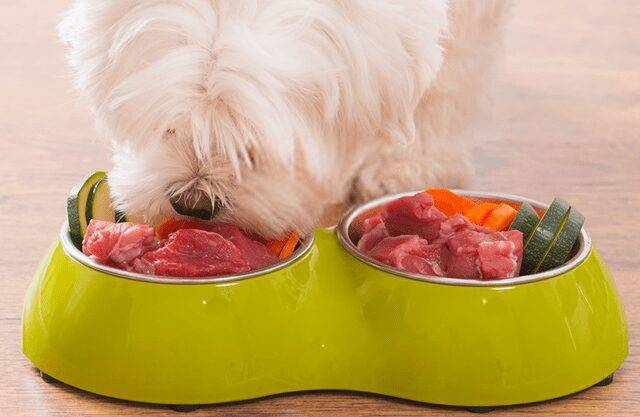 RANKING DEL MEJOR ALIMENTO PARA PERROS