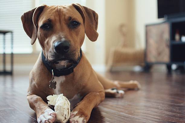 Cantidad diaria de comida casera para perros