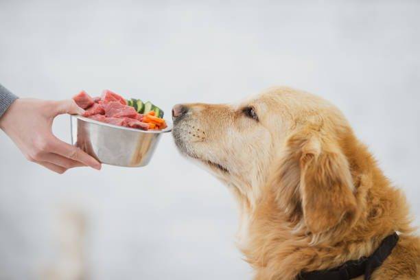 Comida natural para perros