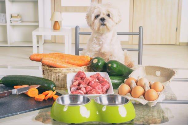 ¿Cómo hacer comida para perros?
