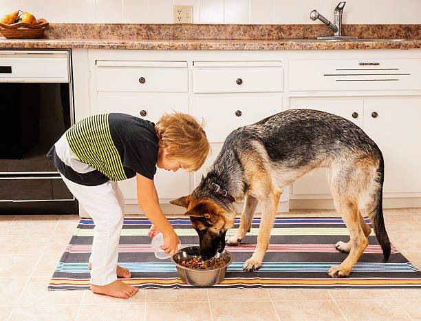 ¿Cuál es la mejor comida para perros?