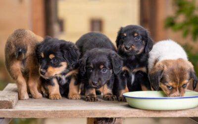 ¿Cuándo come pienso un cachorro?