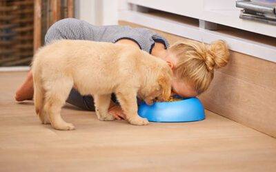 ¿Cuándo un perro puede comer comida de adulto?