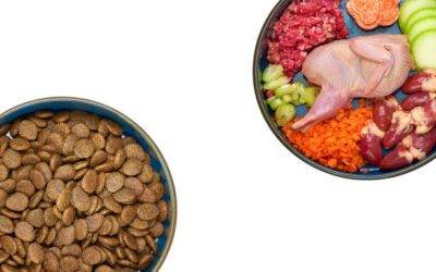 ¿Qué alimento balanceado para perros es mejor?