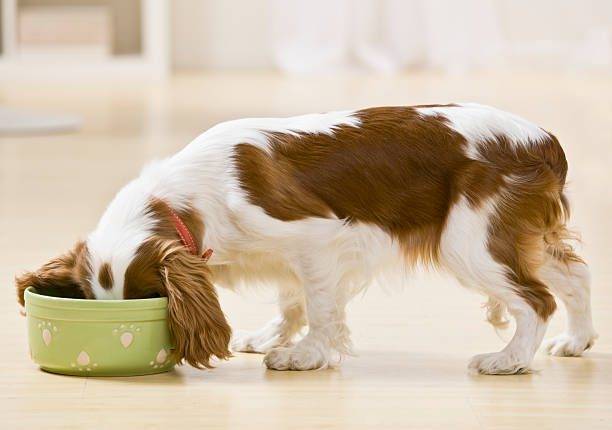 ¿Qué alimento para perros es bueno?