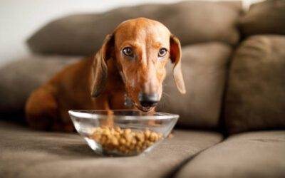 ¿Qué alimento para perros es mejor?