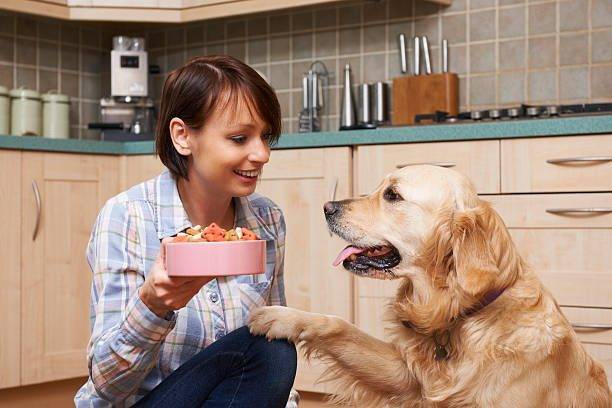 ¿Qué comida de perro es mejor?