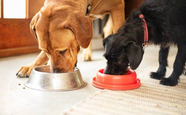 Comida para mi perro
